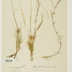 Agrostis canina