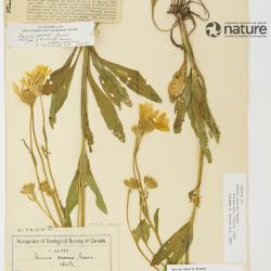 Arnica sororia