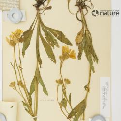 Arnica sororia