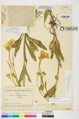 Arnica sororia