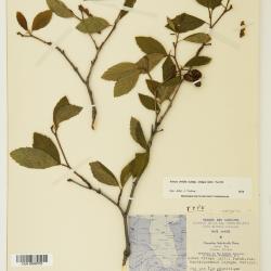 Alnus alnobetula