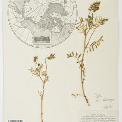 Astragalus eucosmus