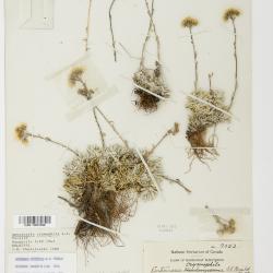 Antennaria alpina