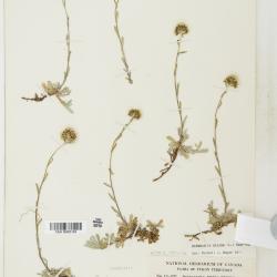 Antennaria media