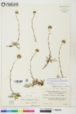 Antennaria media