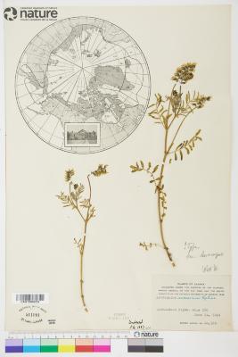 Astragalus eucosmus