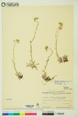 Antennaria alpina