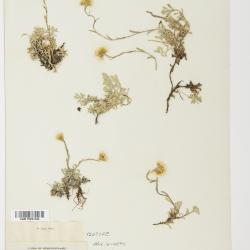 Antennaria rosea