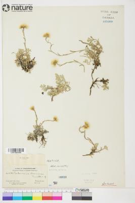Antennaria rosea