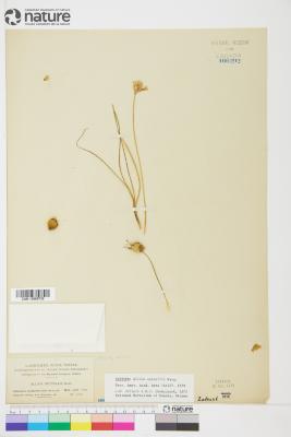 Allium drummondii