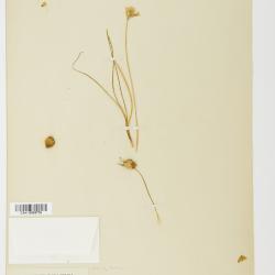 Allium drummondii