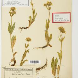 Arnica L.
