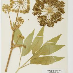 Angelica lineariloba