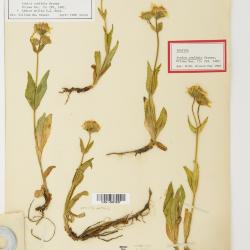 Arnica L.