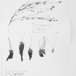 Aliciella caespitosa