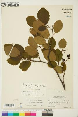Alnus incana