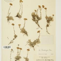 Antennaria alpina