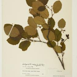 Alnus incana