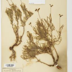 Androsace L.