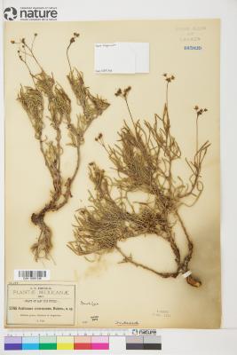 Androsace L.