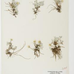 Antennaria soliceps