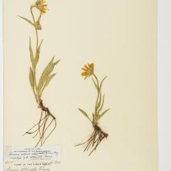 Arnica angustifolia