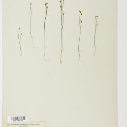 Bartonia paniculata