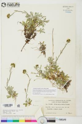 Antennaria media