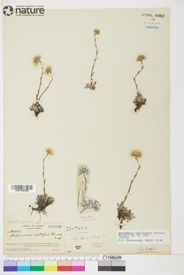 Antennaria alpina