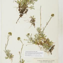 Antennaria media