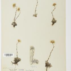 Antennaria alpina