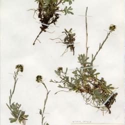 Antennaria media