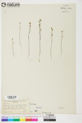Bartonia paniculata