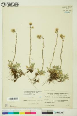 Antennaria alpina