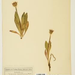 Agoseris aurantiaca