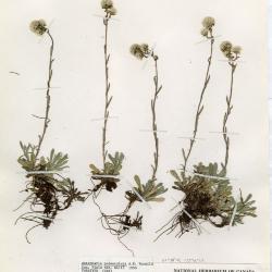 Antennaria alpina