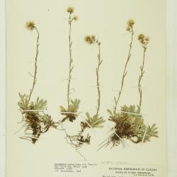 Antennaria alpina