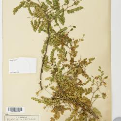 Aeschynomene L.