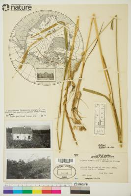 ?˘ Elyleymus B.R.Baum