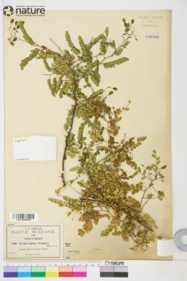 Aeschynomene L.