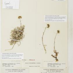 Antennaria media