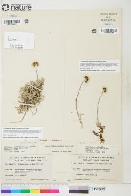Antennaria media