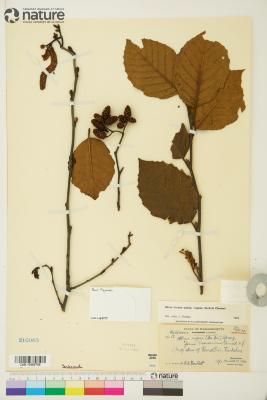 Alnus incana