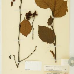 Alnus incana