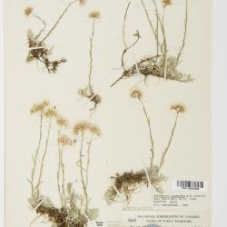 Antennaria rosea