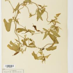 Aristolochia L.