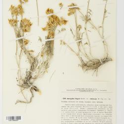 Astragalus L.