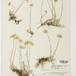 Antennaria rosea