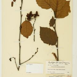 Alnus incana
