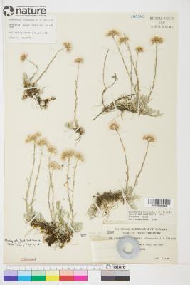 Antennaria rosea